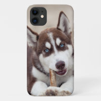 Siberian Husky Puppy at the Beach