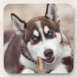Siberian Husky Puppy at the Beach Coaster