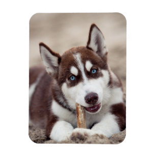 Siberian Husky Puppy at the Beach Magnet