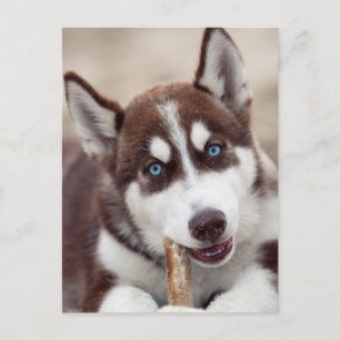 Siberian Husky Puppy at the Beach Postcard