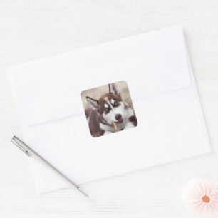 Siberian Husky Puppy at the Beach Square Sticker