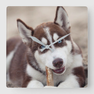 Siberian Husky Puppy at the Beach Square Wall Clock