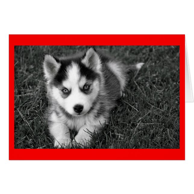 Siberian Husky Puppy Dog Blank Greeting Note Card (Front Horizontal)