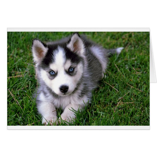 Siberian Husky Puppy Dog Blank Greeting Note Card (Front Horizontal)