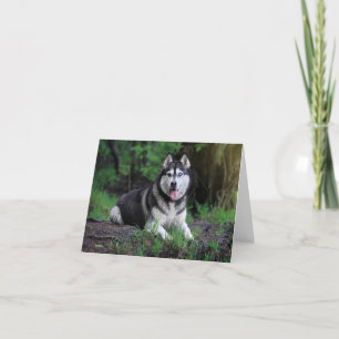 Siberian Husky Puppy Dog - Hello, love, Thank You, You Card