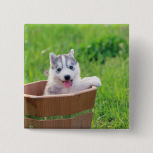 Siberian Husky Puppy in a Pot 15 Cm Square Badge