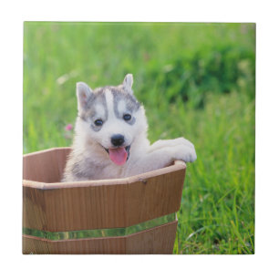 Siberian Husky Puppy in a Pot Ceramic Tile