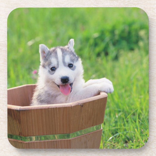Siberian Husky Puppy in a Pot Coaster (Front)