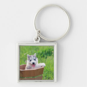 Siberian Husky Puppy in a Pot Key Ring
