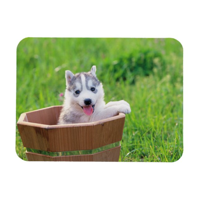 Siberian Husky Puppy in a Pot Magnet (Horizontal)