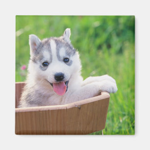 Siberian Husky Puppy in a Pot Magnet