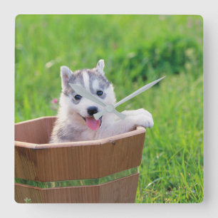 Siberian Husky Puppy in a Pot Square Wall Clock