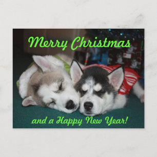 Siberian Husky Puppy Post Card