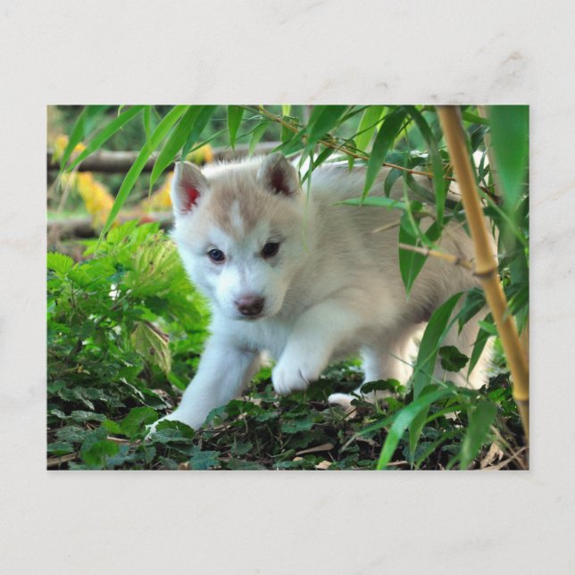 Siberian Husky Puppy Postcard (Front)