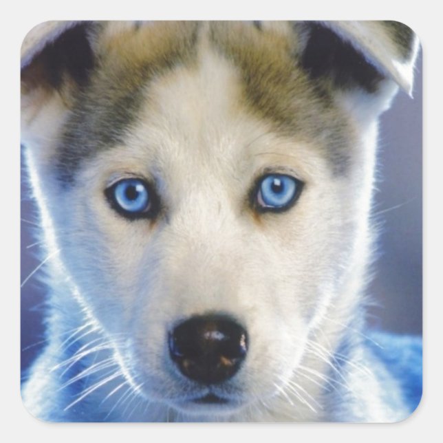 Siberian Husky Puppy Square Sticker (Front)