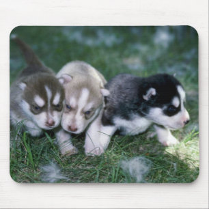 Siberian Husky pups, 3 weeks Mouse Pad