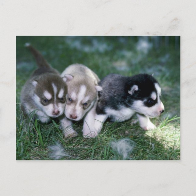 Siberian Husky pups, 3 weeks Postcard (Front)