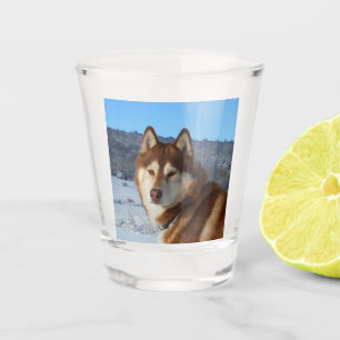 siberian-husky-red and white shot glass