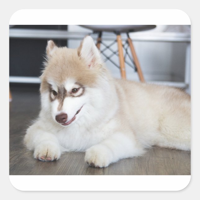 siberian husky sable and white puppy square sticker (Front)