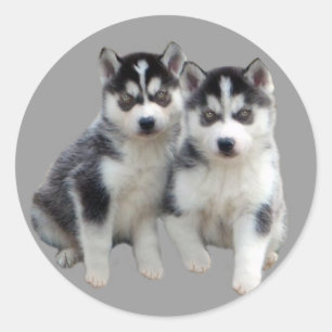 Siberian Husky  Sticker