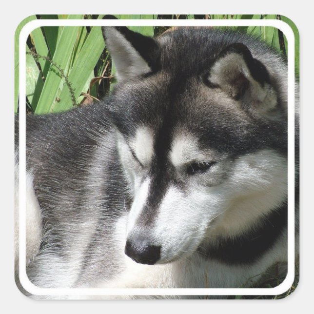 Siberian Husky Stickers (Front)