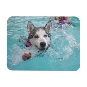 Siberian Husky Swimming in Pool Magnet