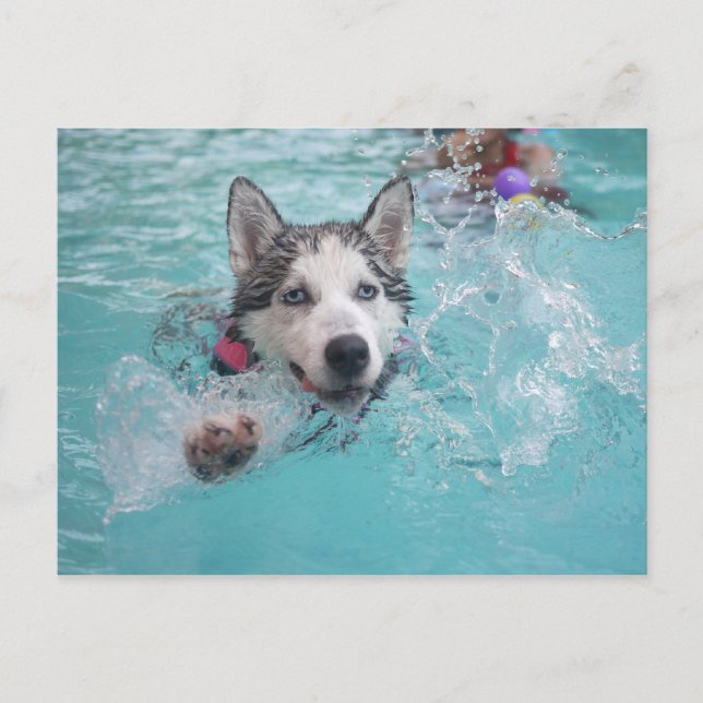 Siberian Husky Swimming in Pool Postcard (Front)