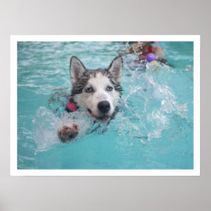 Siberian Husky Swimming in Pool Poster