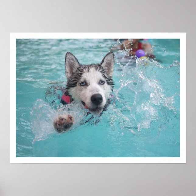Siberian Husky Swimming in Pool Poster (Front)