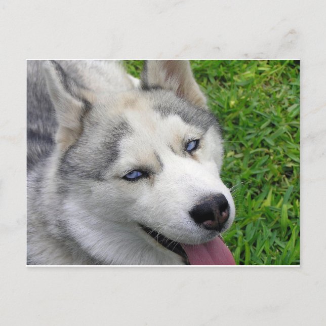 Siberian Husky Template Postcard (Front)