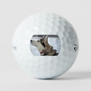 siberian husky third golf balls