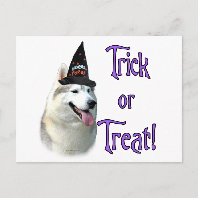 Siberian Husky Trick Postcard (Front)