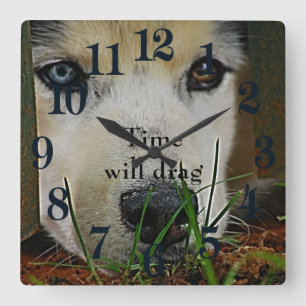 Siberian Husky waiting patiently Square Wall Clock