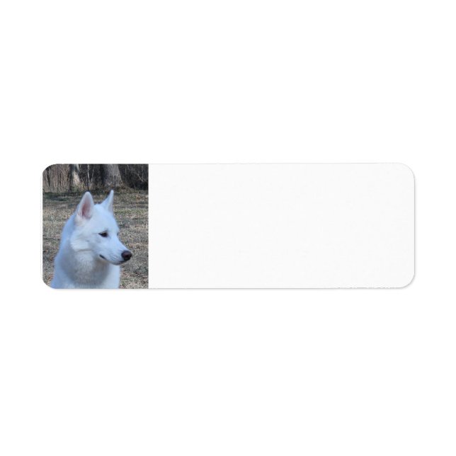 siberian husky white return address label (Front)