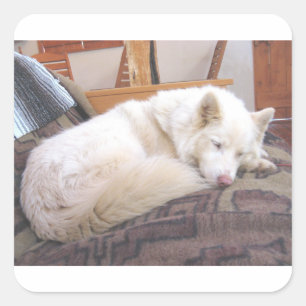 siberian husky white sleeping square sticker