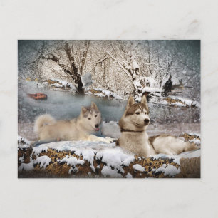 Siberian Husky Winter Wonderland Postcard