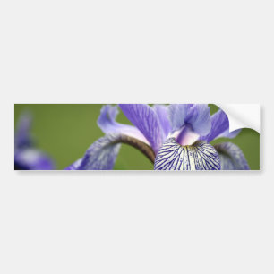 Siberian Iris Bumper Sticker
