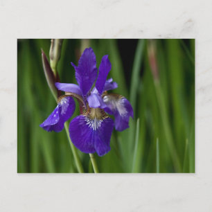 Siberian Iris Postcard