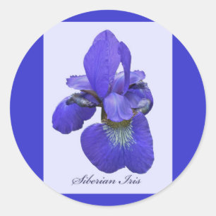 Siberian Iris Sticker