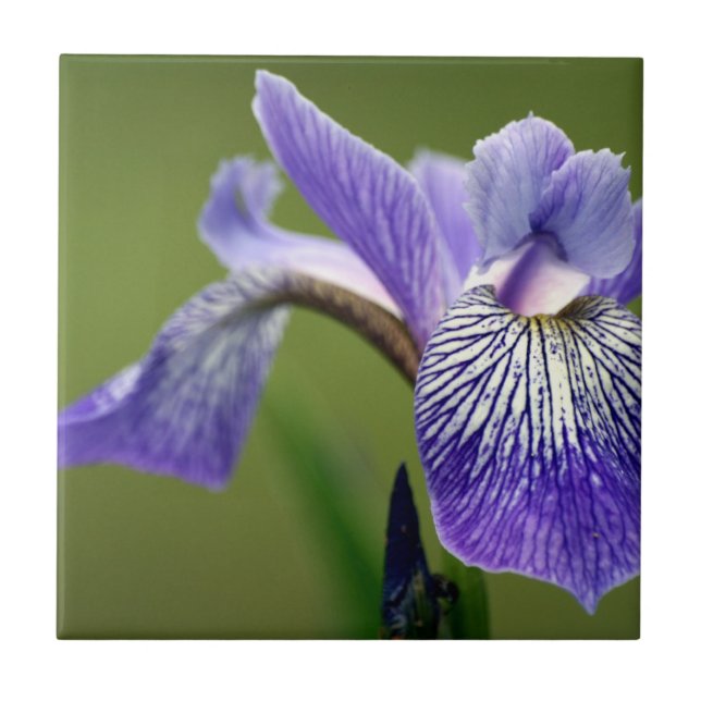 Siberian Iris  Trivet (Front)