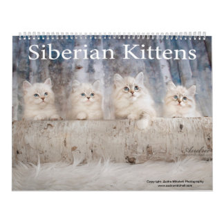 Siberian Kittens Calendar