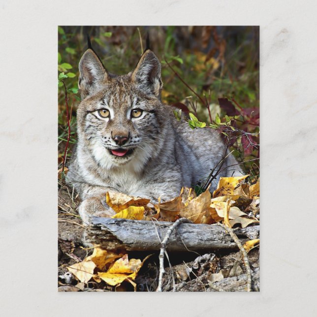 Siberian Lynx Postcard (Front)