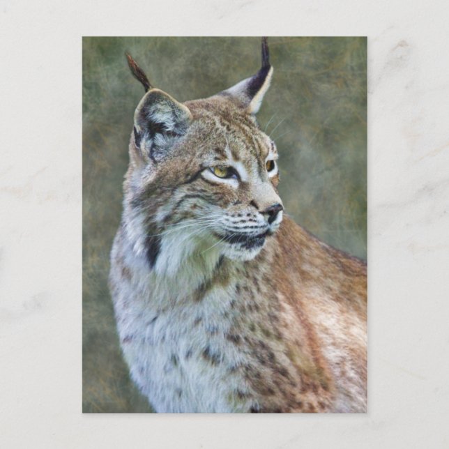 Siberian Lynx Postcard (Front)