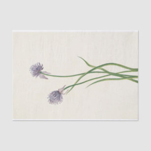 Siberian Onion by Mary Vaux Walcott Tissue Paper