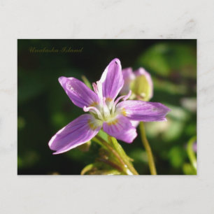 Siberian Spring Beauty, Unalaska Island Postcard
