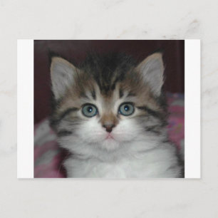 Siberian Tabby/White Kitten Postcard