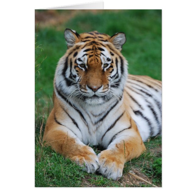 Siberian Tiger (Front)