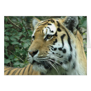 Siberian tiger