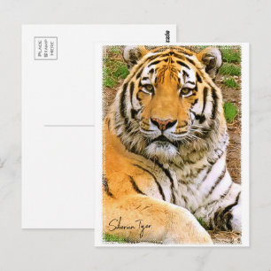 Siberian Tiger ポストカード Postcard