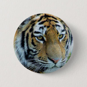 Siberian Tiger, Amur Tiger Button